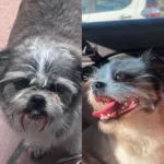 Família pede ajuda para encontrar urgentemente cãozinho que desapareceu próximo à Havan