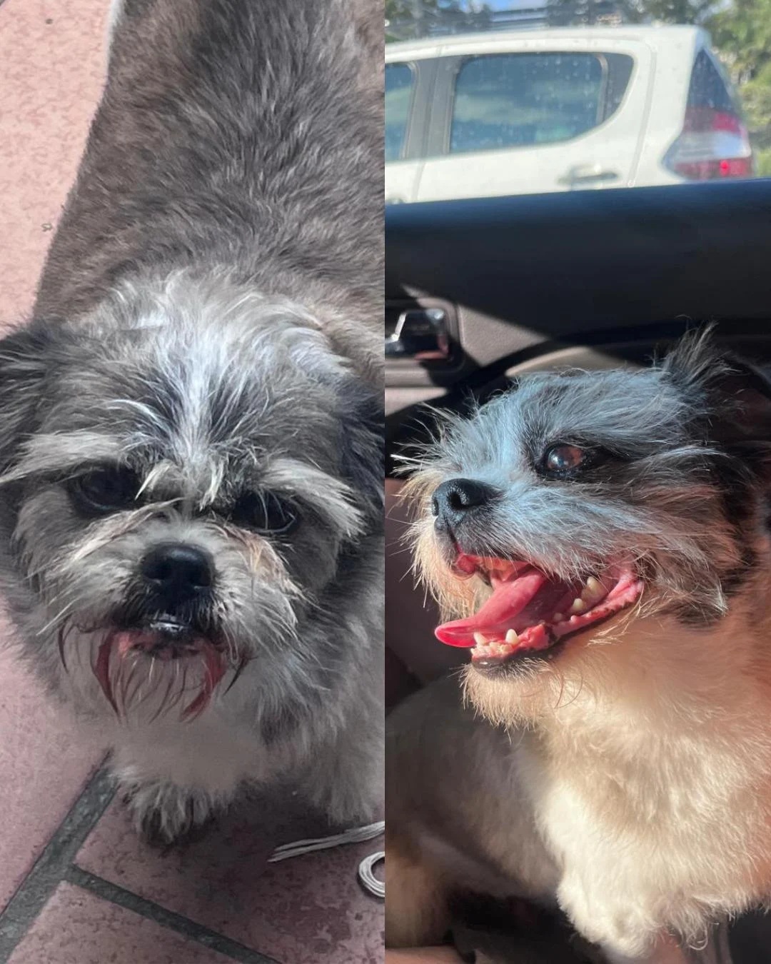 Família pede ajuda para encontrar urgentemente cãozinho que desapareceu próximo à Havan