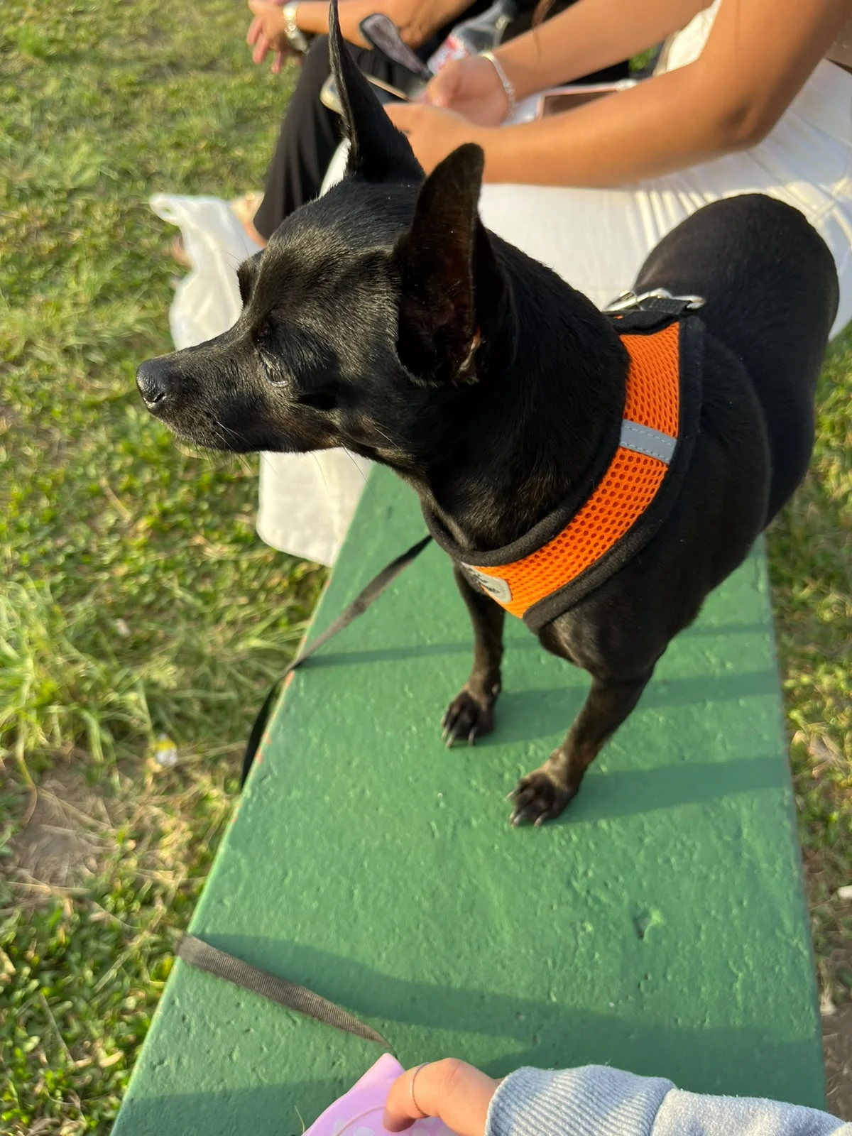 Família pede ajuda para encontrar cachorrinha perdida no Capela Velha