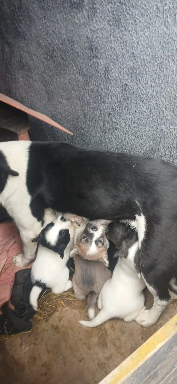 Protetora Lenir promove vakinha para ajudar a manter animais resgatados e alguns estão para adoção