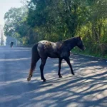 Moradores reclamam de cavalo solto livremente na região do Tindiquera