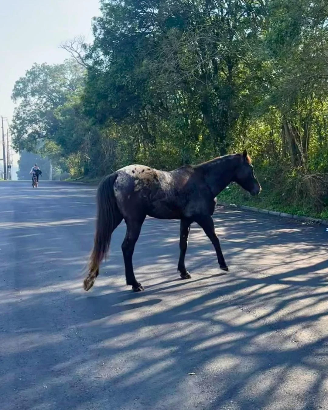 Moradores reclamam de cavalo solto livremente na região do Tindiquera