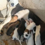 Protetora Lenir promove vakinha para ajudar a manter animais resgatados e alguns estão para adoção