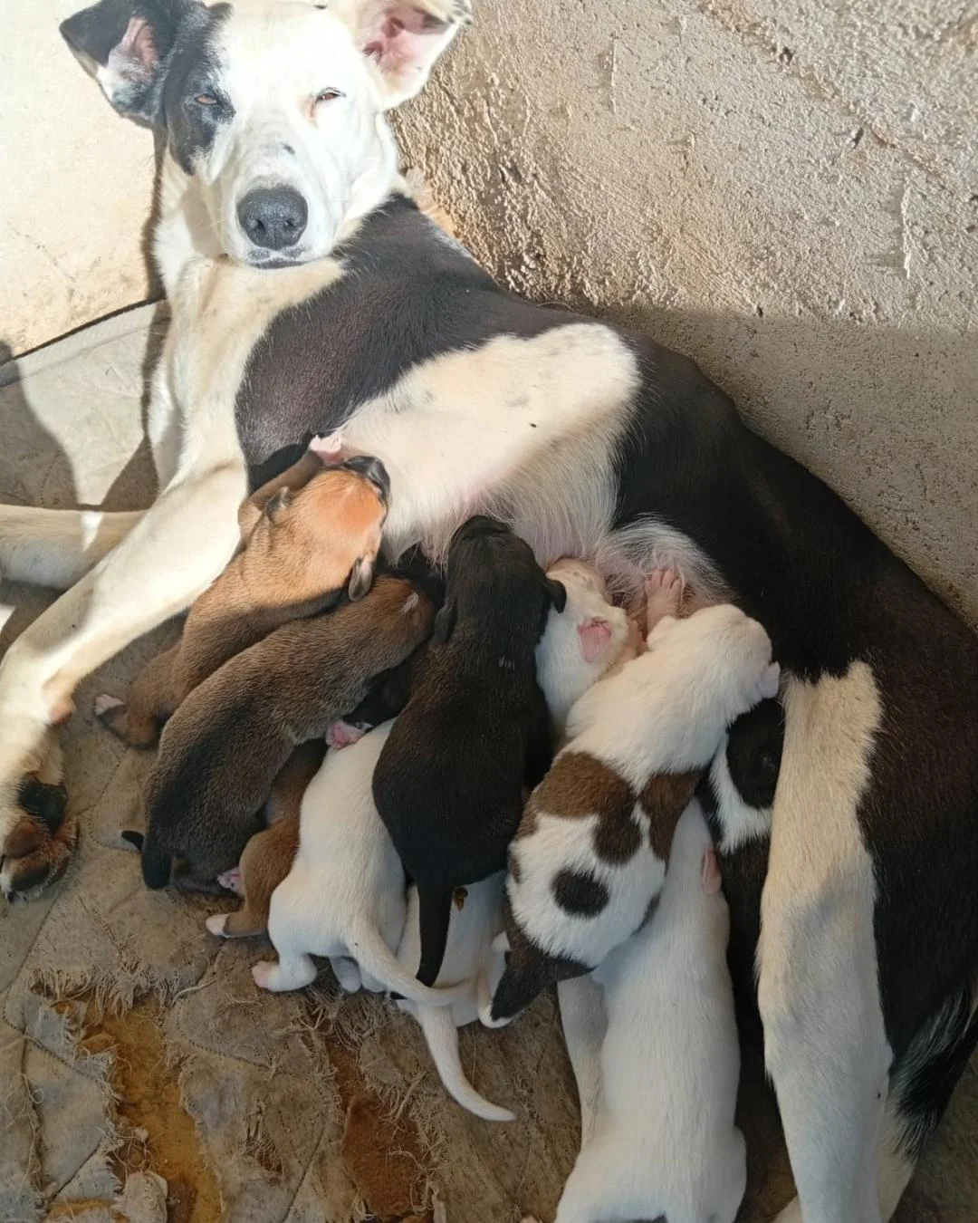 Protetora Lenir promove vakinha para ajudar a manter animais resgatados e alguns estão para adoção