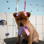 Tutora pede ajuda para encontrar cachorrinha no Tindiquera