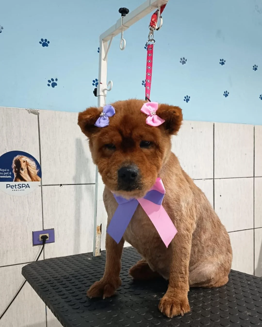 Tutora pede ajuda para encontrar cachorrinha no Tindiquera
