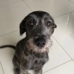 Studio Pet recebe feira de adoção da ONG Salvando Dogs nesta sexta (7) e sábado (8)