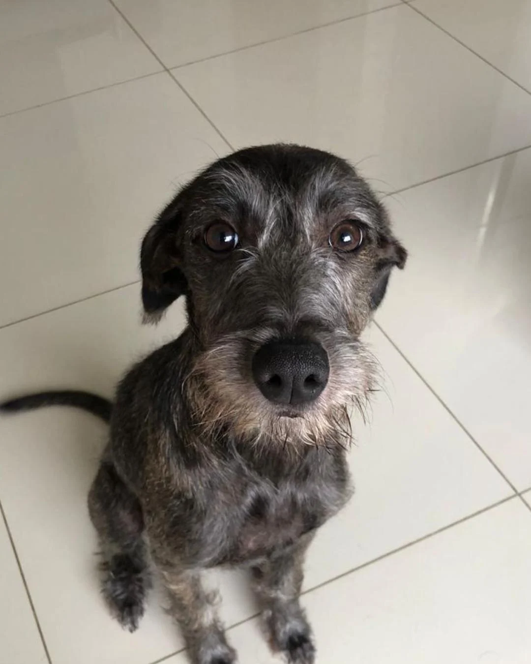 Studio Pet recebe feira de adoção da ONG Salvando Dogs nesta sexta (7) e sábado (8)