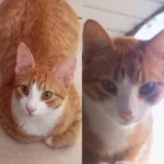 Tutora pede ajuda para encontrar gatinho desaparecido no Capela Velha