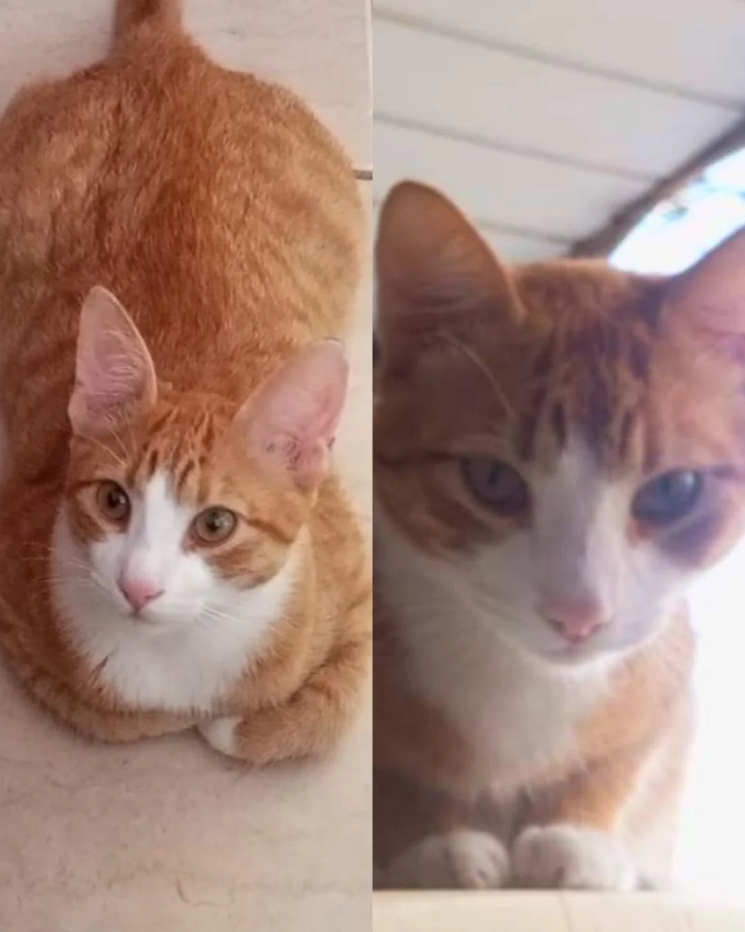 Tutora pede ajuda para encontrar gatinho desaparecido no Capela Velha