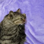 Tutores de gatinho internado com anemia grave procuram por doador de sangue