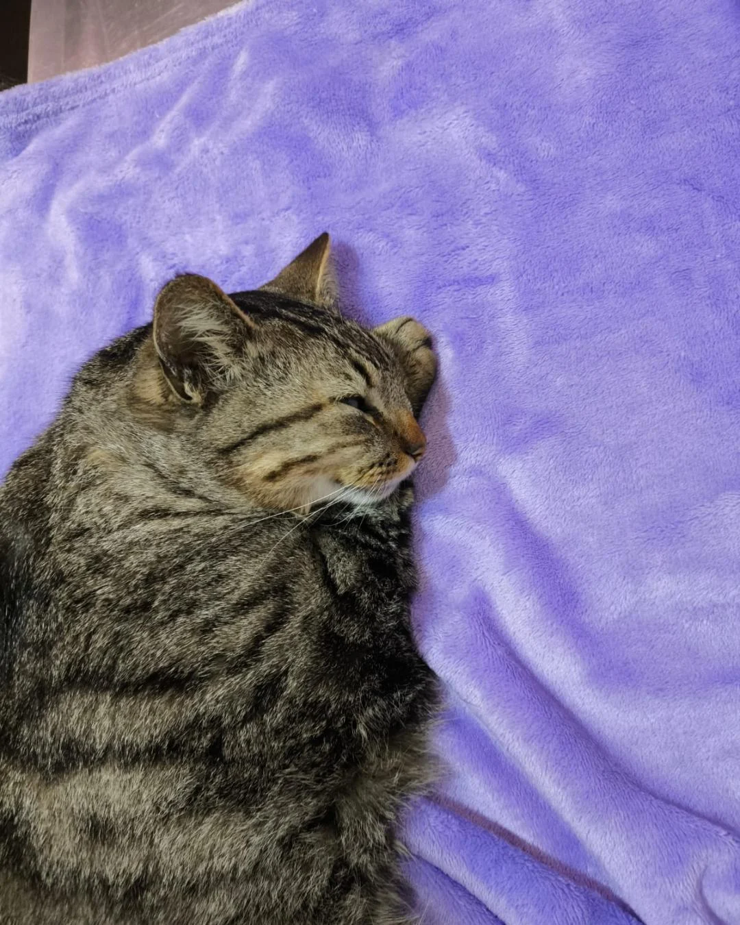 Tutores de gatinho internado com anemia grave procuram por doador de sangue
