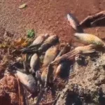 Após denúncia de vereador, IAT identifica contaminação no Passaúna e autua responsável