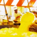A omelete gigante das festas do pêssego e do ovo