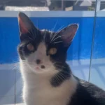 Ajude a achar a gatinha Tapioca, desaparecida no Fazenda Velha