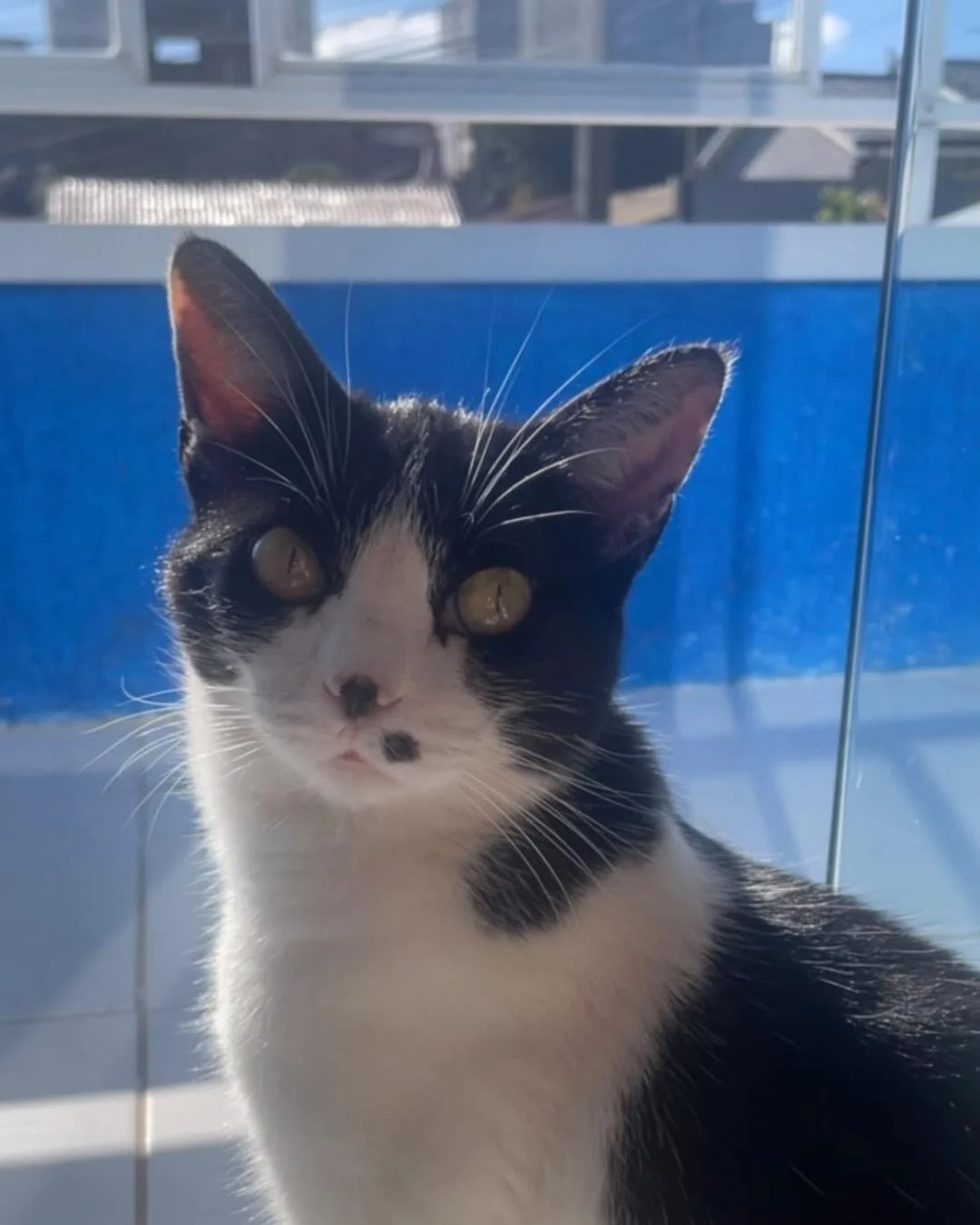 Ajude a achar a gatinha Tapioca, desaparecida no Fazenda Velha