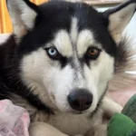 Ajude a achar a husky Aurora que desapareceu próximo do CRAS do Centro