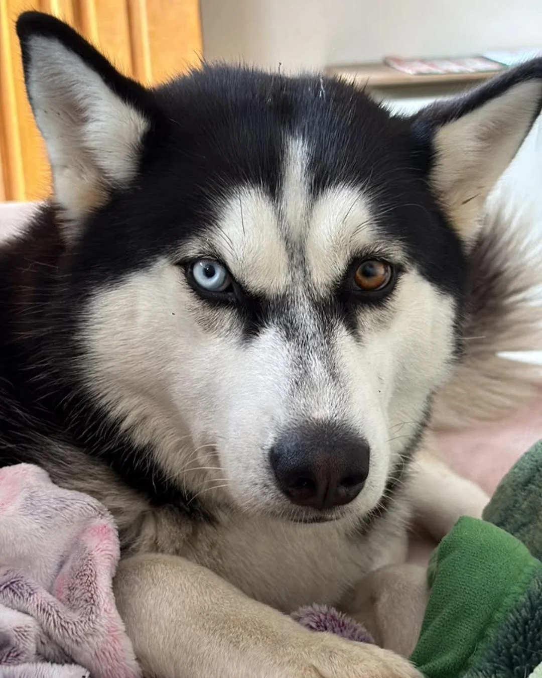 Ajude a achar a husky Aurora que desapareceu próximo do CRAS do Centro
