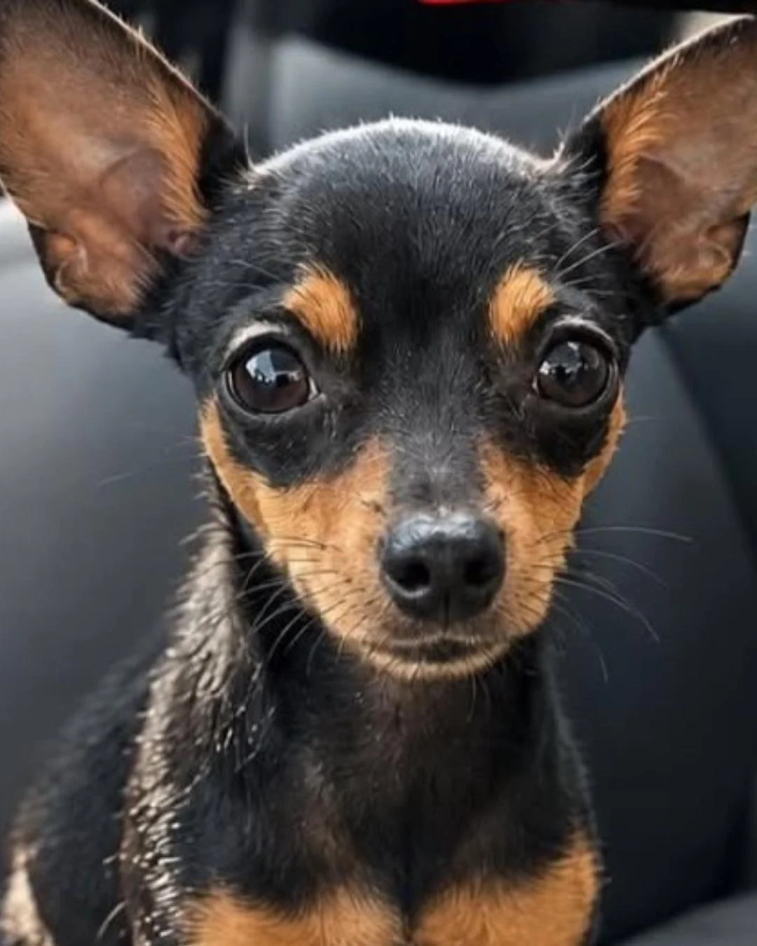 Ajude a encontrar a Nina! Pinscher fugiu do estacionamento da Loja Havan