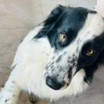 Ajude a encontrar o Flocos! O border collie desapareceu na região de Campina das Pedras