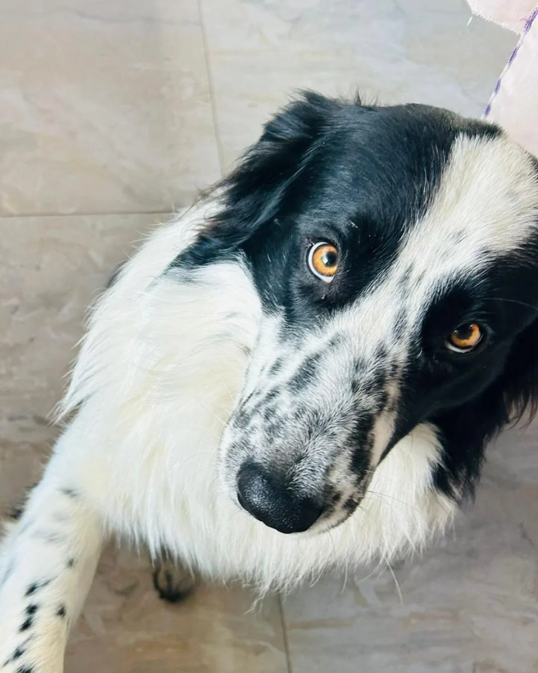 Ajude a encontrar o Flocos! O border collie desapareceu na região de Campina das Pedras