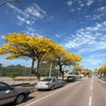 Avenida Archelau coberta por flores de ipês amarelos volta a encantar