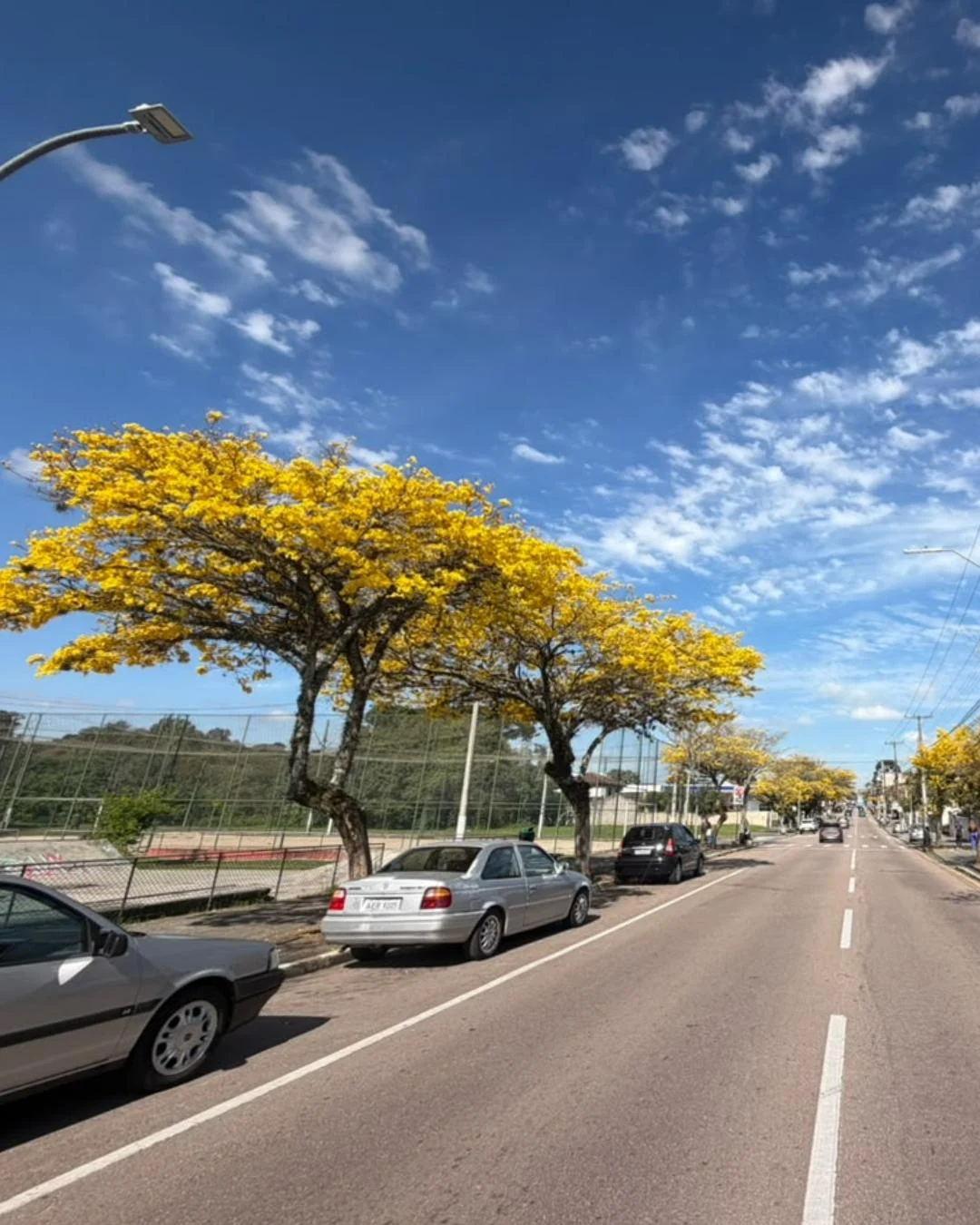 Avenida Archelau coberta por flores de ipês amarelos volta a encantar