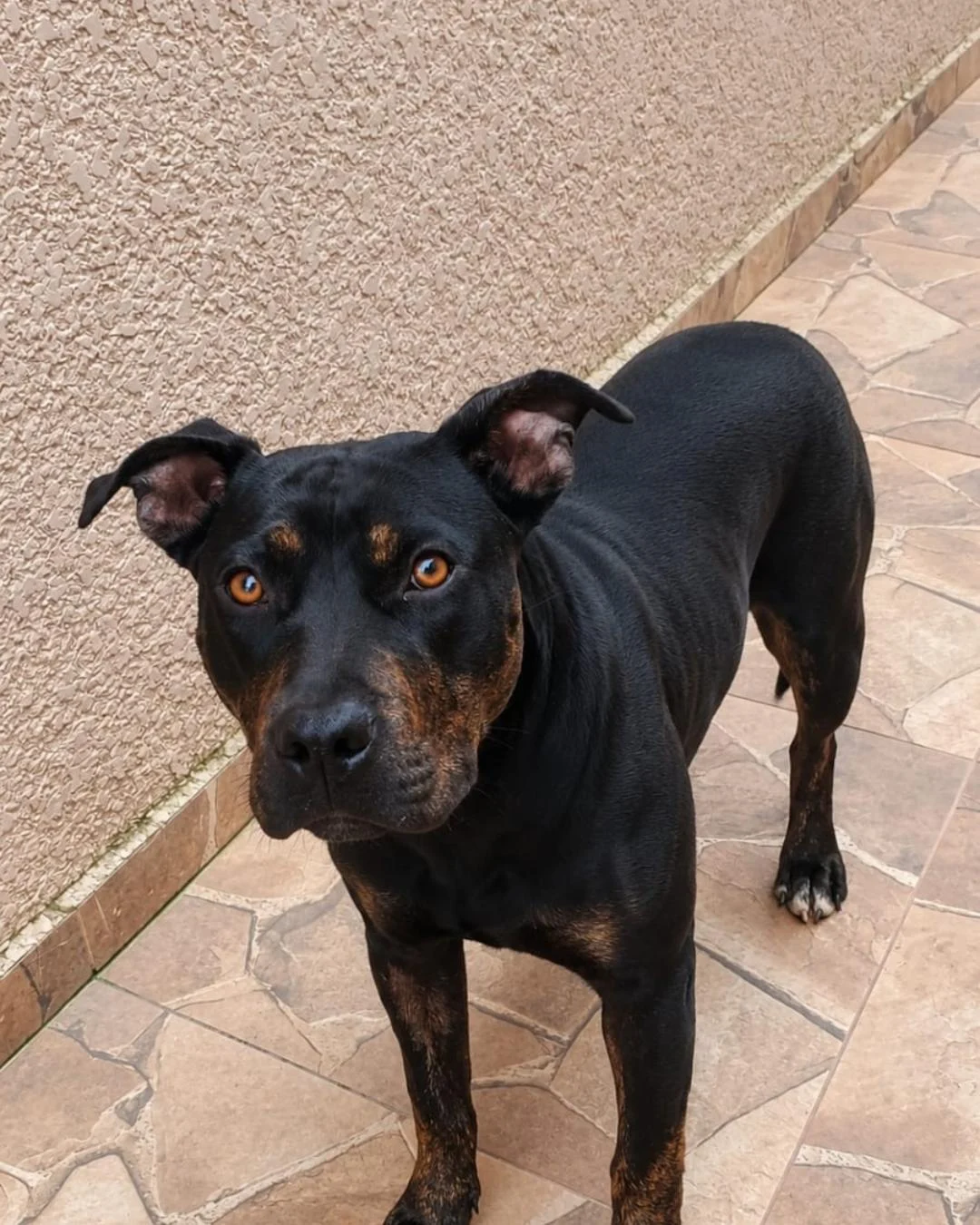 Cachorrinha encontrada no Costeira procura por família