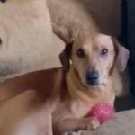 Cachorro desaparece no Capela Velha e família pede ajuda para encontrá-lo
