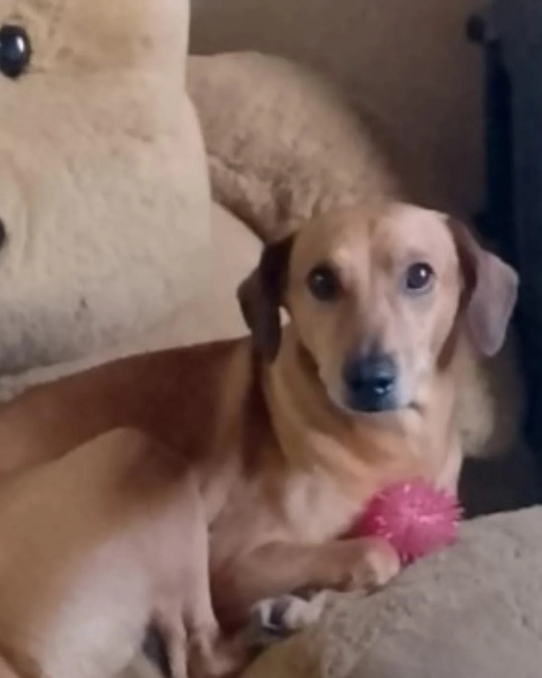 Cachorro desaparece no Capela Velha e família pede ajuda para encontrá-lo