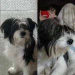 Família pede ajuda da população para encontrar cachorrinha da raça Lhasa Apso