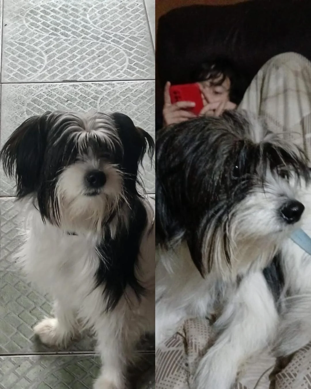 Família pede ajuda da população para encontrar cachorrinha da raça Lhasa Apso