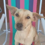 Família pede ajuda para achar Luna, cachorra desaparecida no Capela Velha