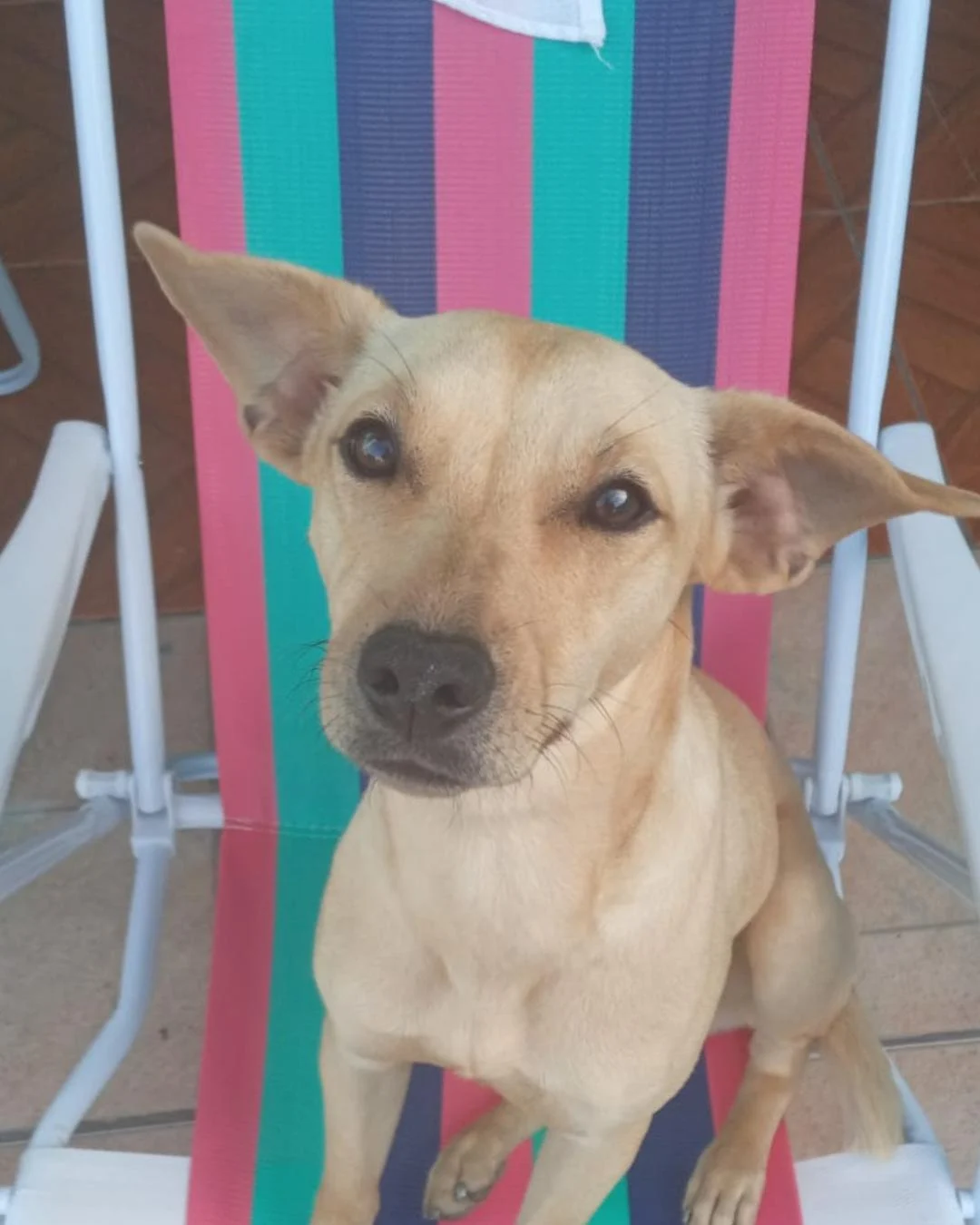 Família pede ajuda para achar Luna, cachorra desaparecida no Capela Velha