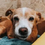 Família pede ajuda para encontrar cachorrinha idosa Laura que sumiu no Capela Velha