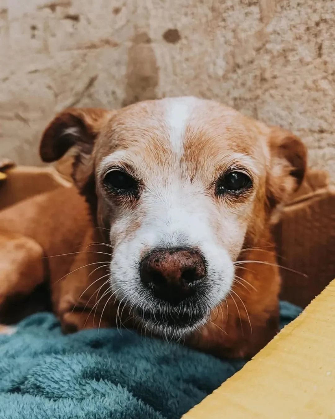 Família pede ajuda para encontrar cachorrinha idosa Laura que sumiu no Capela Velha