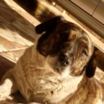 Família pede ajuda para encontrar Dóris, cachorrinha desaparecida no Centro