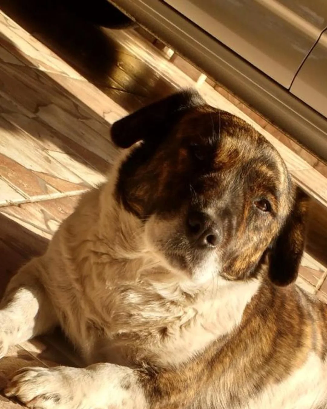 Família pede ajuda para encontrar Dóris, cachorrinha desaparecida no Centro