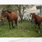 Família procura por cavalos desaparecidos no Costeira
