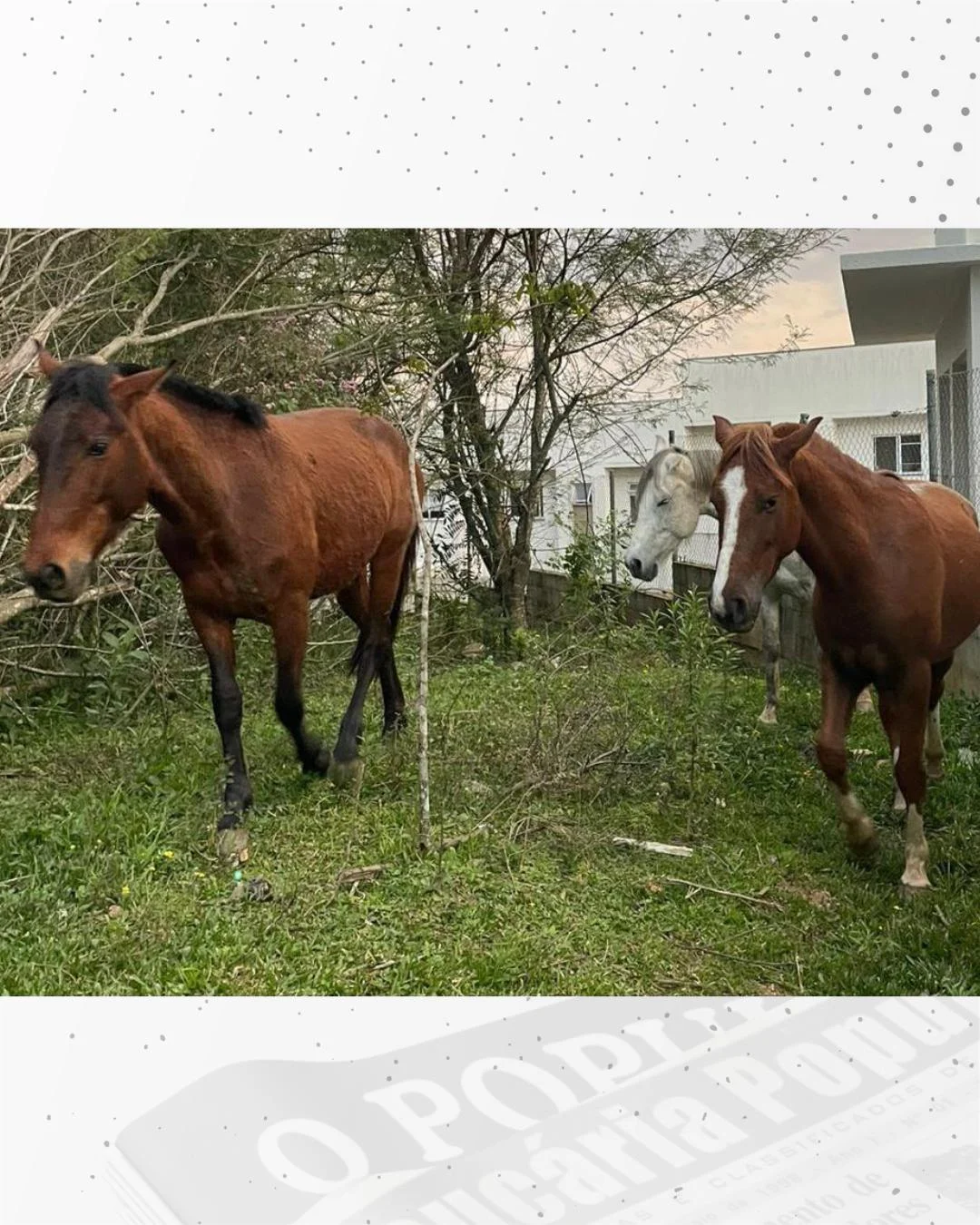 Família procura por cavalos desaparecidos no Costeira