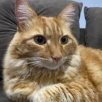 Gatinho aparece em casa no Centro e agora procura por tutor