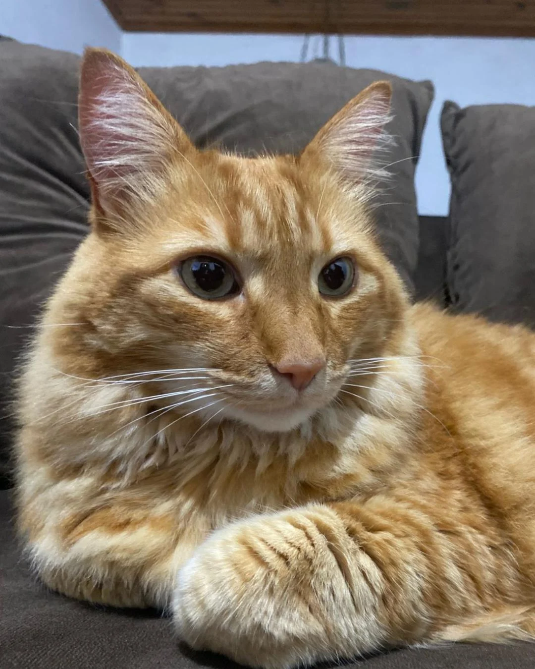 Gatinho aparece em casa no Centro e agora procura por tutor