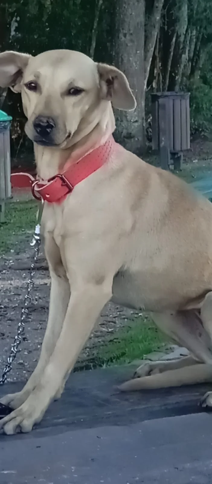 Família pede ajuda para achar Luna, cachorra desaparecida no Capela Velha Família pede ajuda para achar Luna, cachorra desaparecida no Capela Velha
