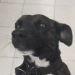 Moradora resgata cachorrinha perdida e agora procura por tutor