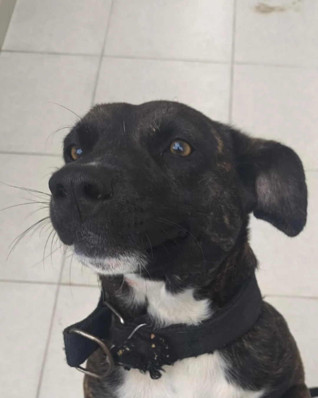 Moradora resgata cachorrinha perdida e agora procura por tutor