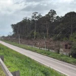 Petrobras explica motivo do corte de árvores que estavam próximas à cerca norte da Repar