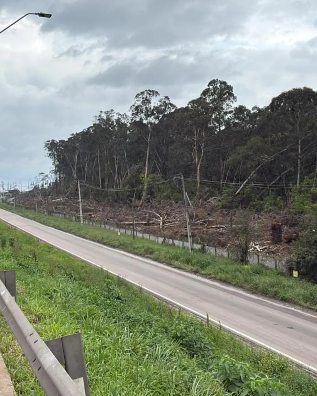 Petrobras explica motivo do corte de árvores que estavam próximas à cerca norte da Repar