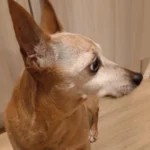 Moradora do Fazenda Velha pede ajuda para encontrar tutores de cachorrinha idosa da raça pinscher