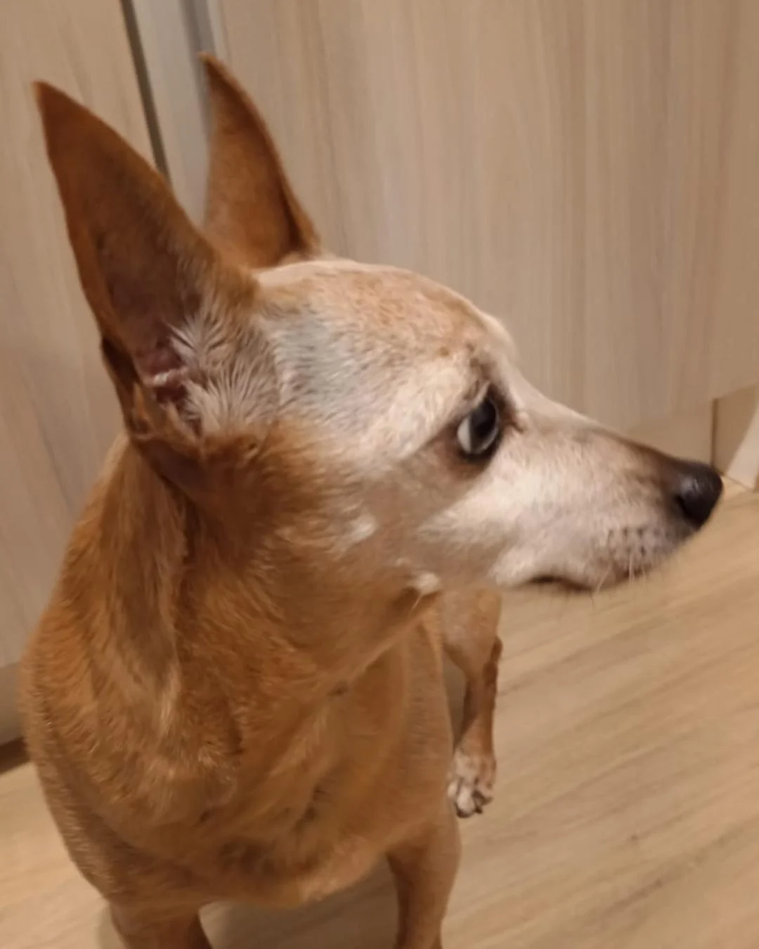 Moradora do Fazenda Velha pede ajuda para encontrar tutores de cachorrinha idosa da raça pinscher
