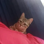 Ajude a encontrar a gatinha Nina que desapareceu no Jardim Iguaçu